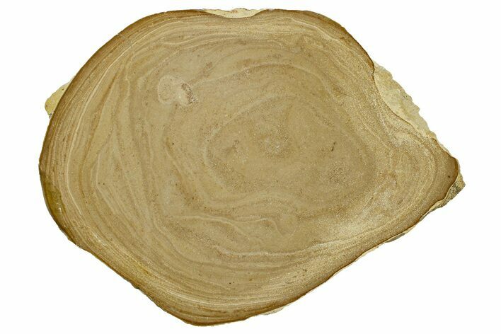Polished Devonian Domal Stromatolite Slab - Russia #365091
